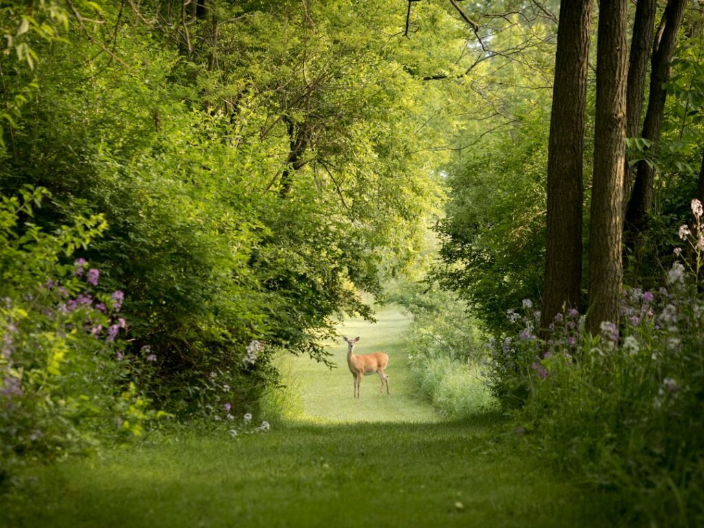 Wooded rural property with a deer near a fence, posted hunting sign, and farmhouse in the background. KEYWORDS: ["rural wildlife property", "deer near farmhouse", "posted hunting sign woodland"]