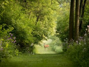 Wooded rural property with a deer near a fence, posted hunting sign, and farmhouse in the background. KEYWORDS: ["rural wildlife property", "deer near farmhouse", "posted hunting sign woodland"]